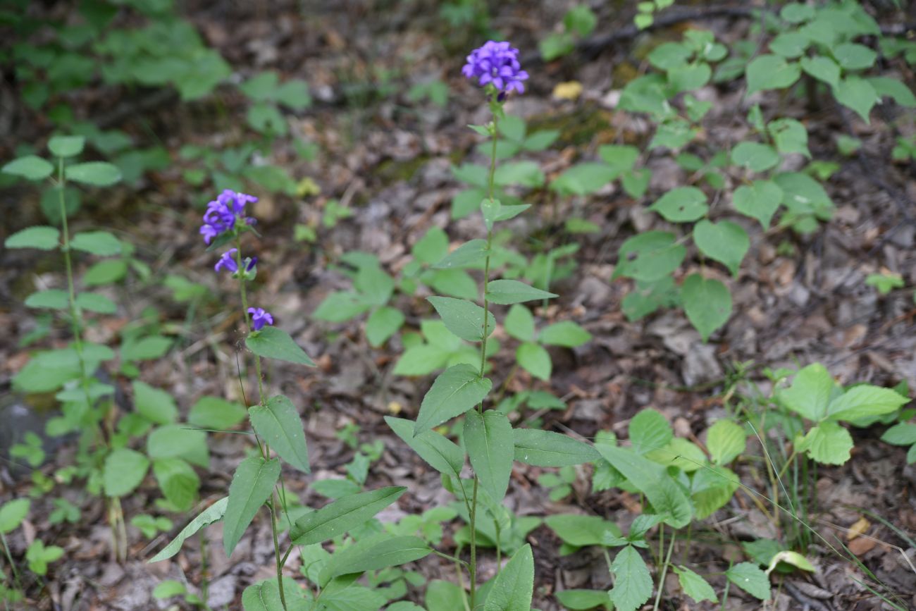 Image of Campanula glomerata specimen.