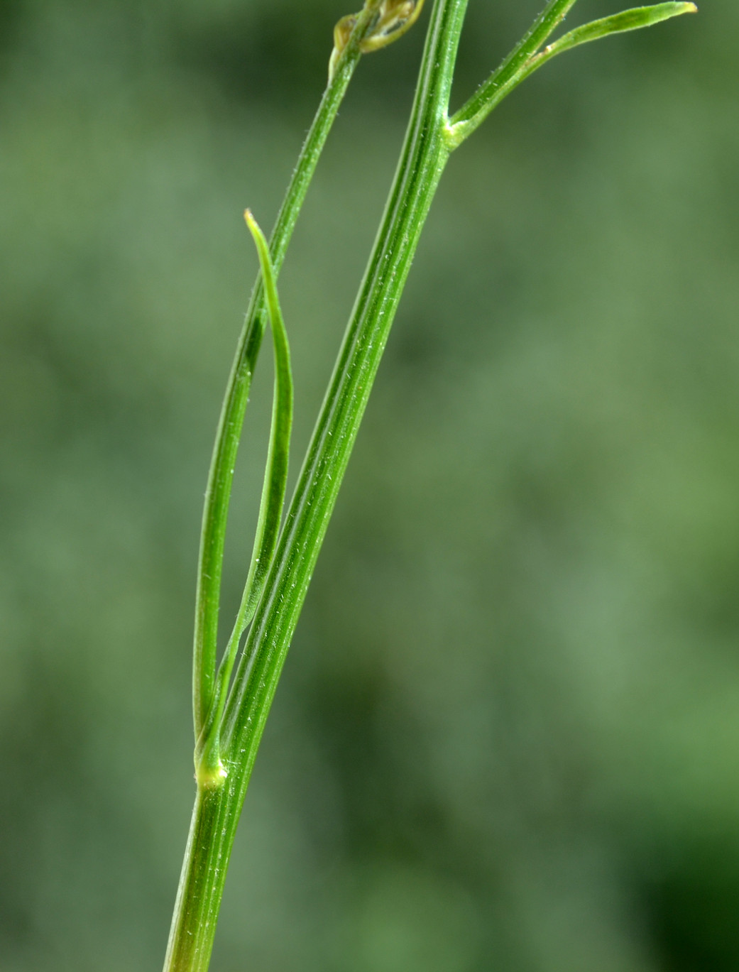 Изображение особи Scorzoneroides autumnalis.