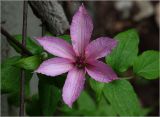 Clematis &times; jackmanii