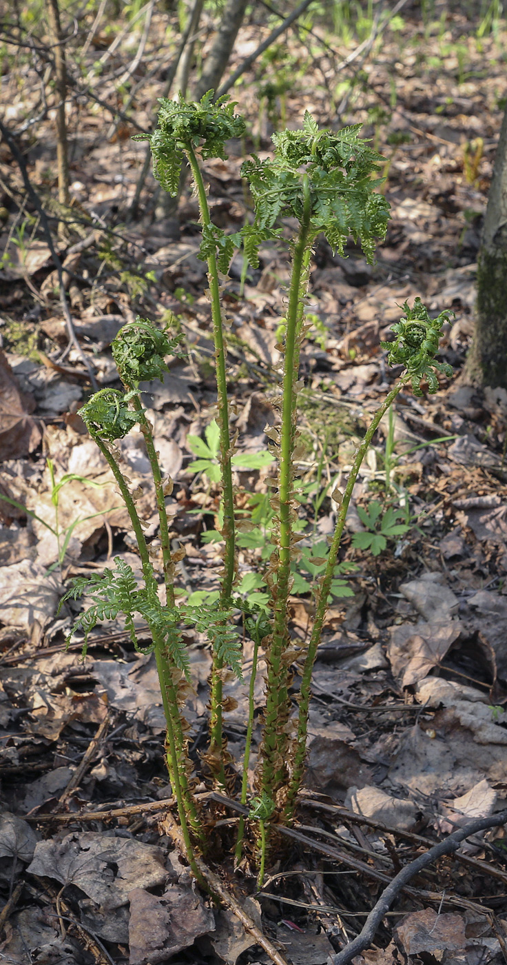 Изображение особи Dryopteris expansa.