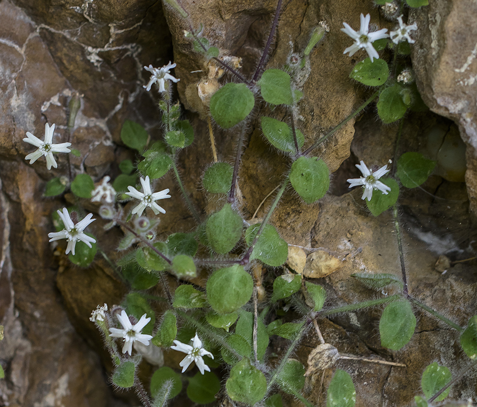 Image of Petrocoma hoefftiana specimen.