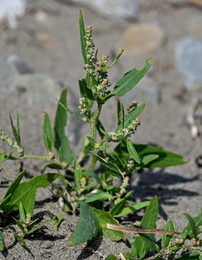 Image of Atriplex subcordata specimen.