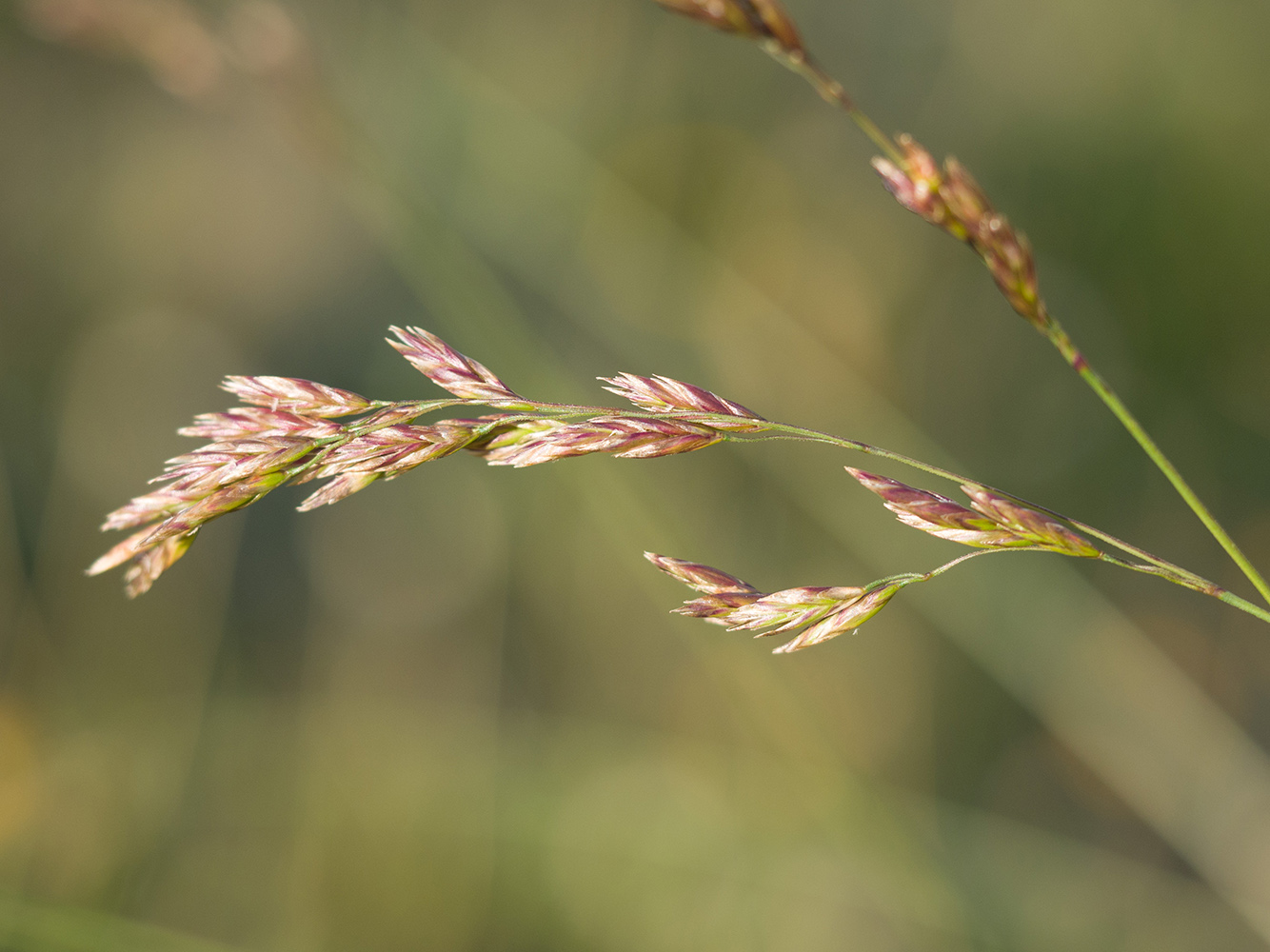 Image of Poa longifolia specimen.