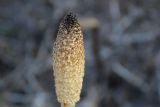 Equisetum telmateia