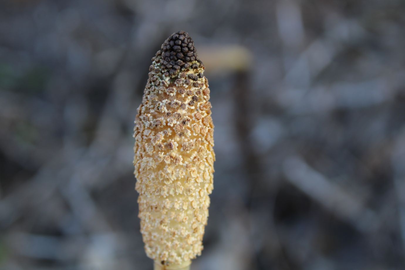 Image of Equisetum telmateia specimen.