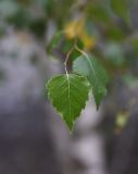 Betula pendula. Лист. Чечня, Шаройский р-н, бассейн р. Цесиахк, нижняя часть долины левого притока, на краю сухого селевого потока. 10 августа 2023 г.