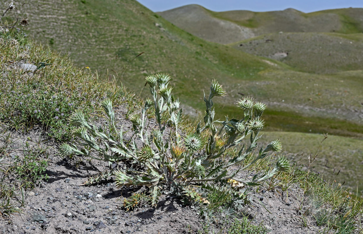 Image of Cousinia speciosa specimen.