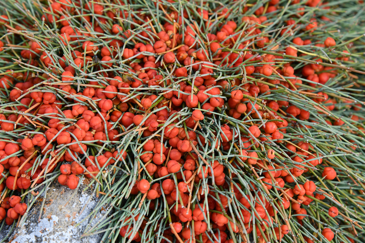 Image of Ephedra monosperma specimen.