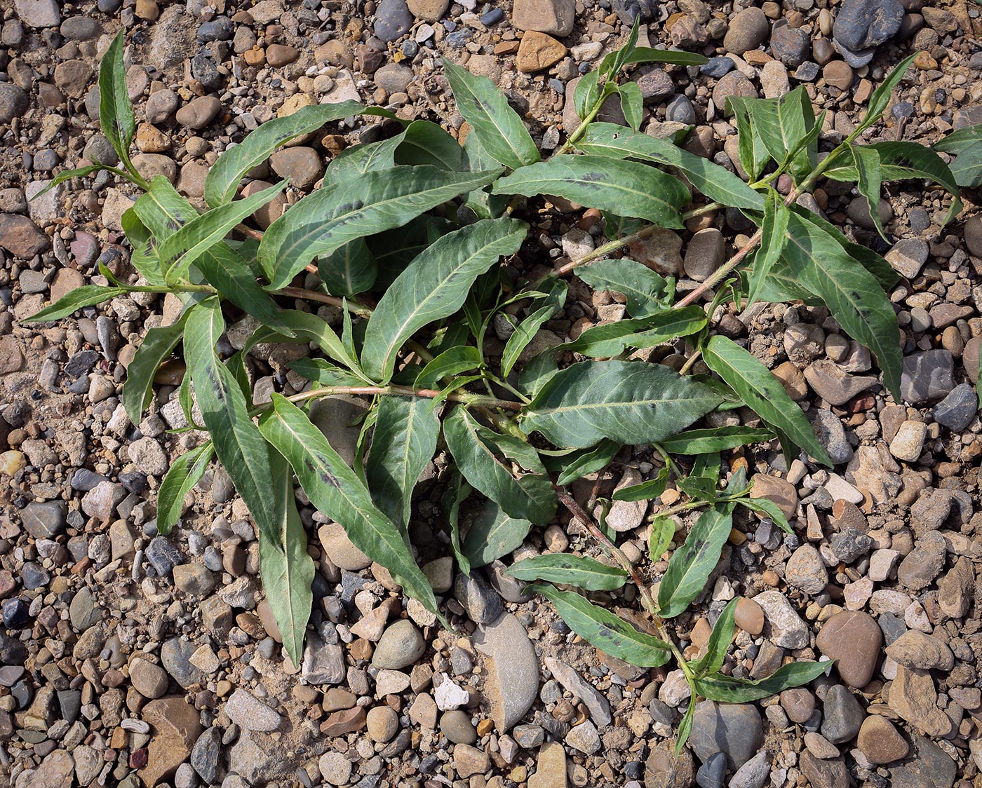 Image of Persicaria amphibia specimen.