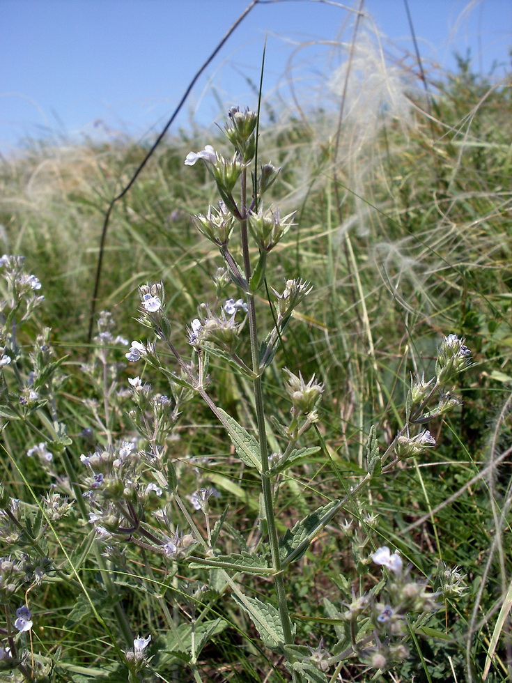 Изображение особи Nepeta parviflora.