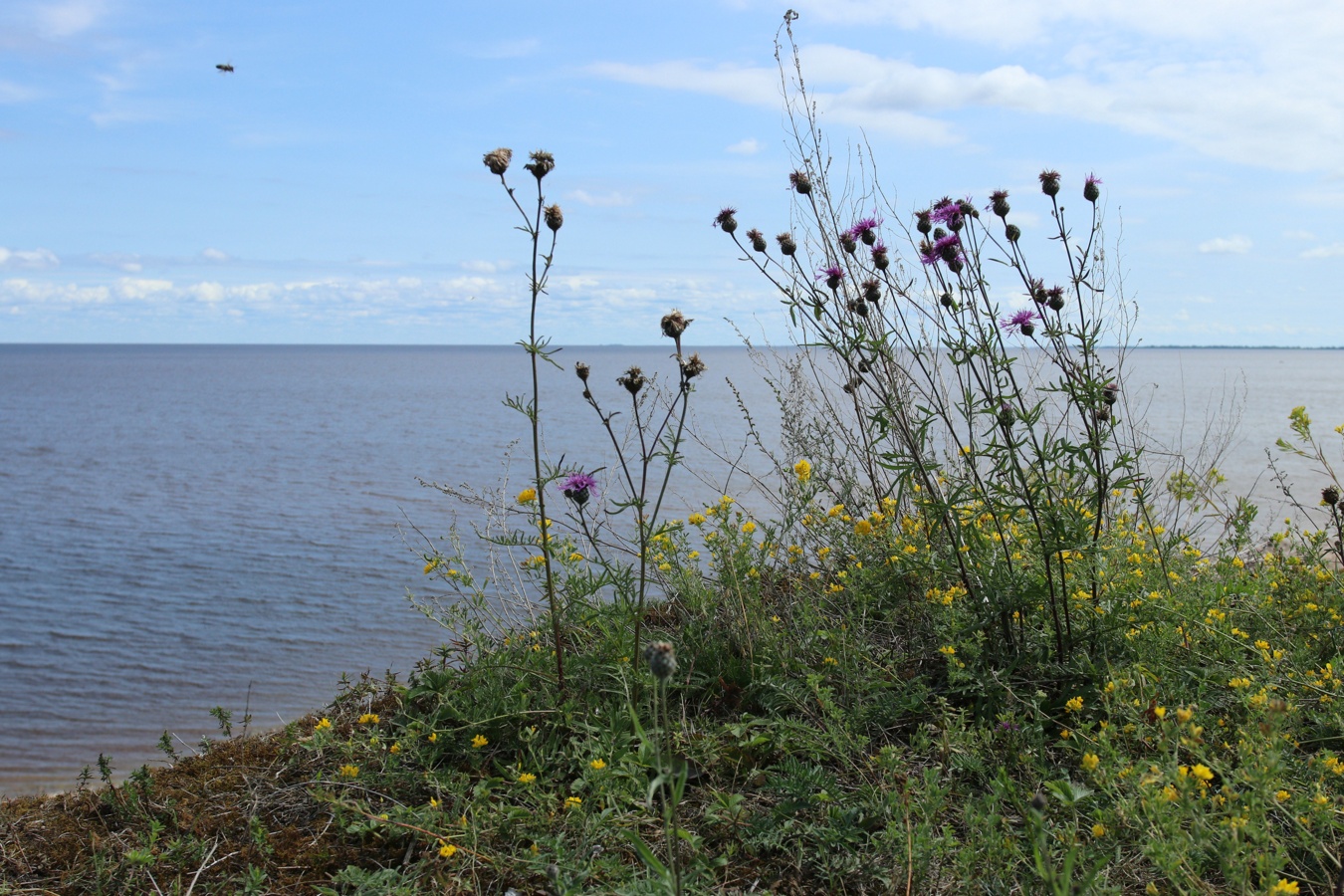 Image of Centaurea scabiosa specimen.