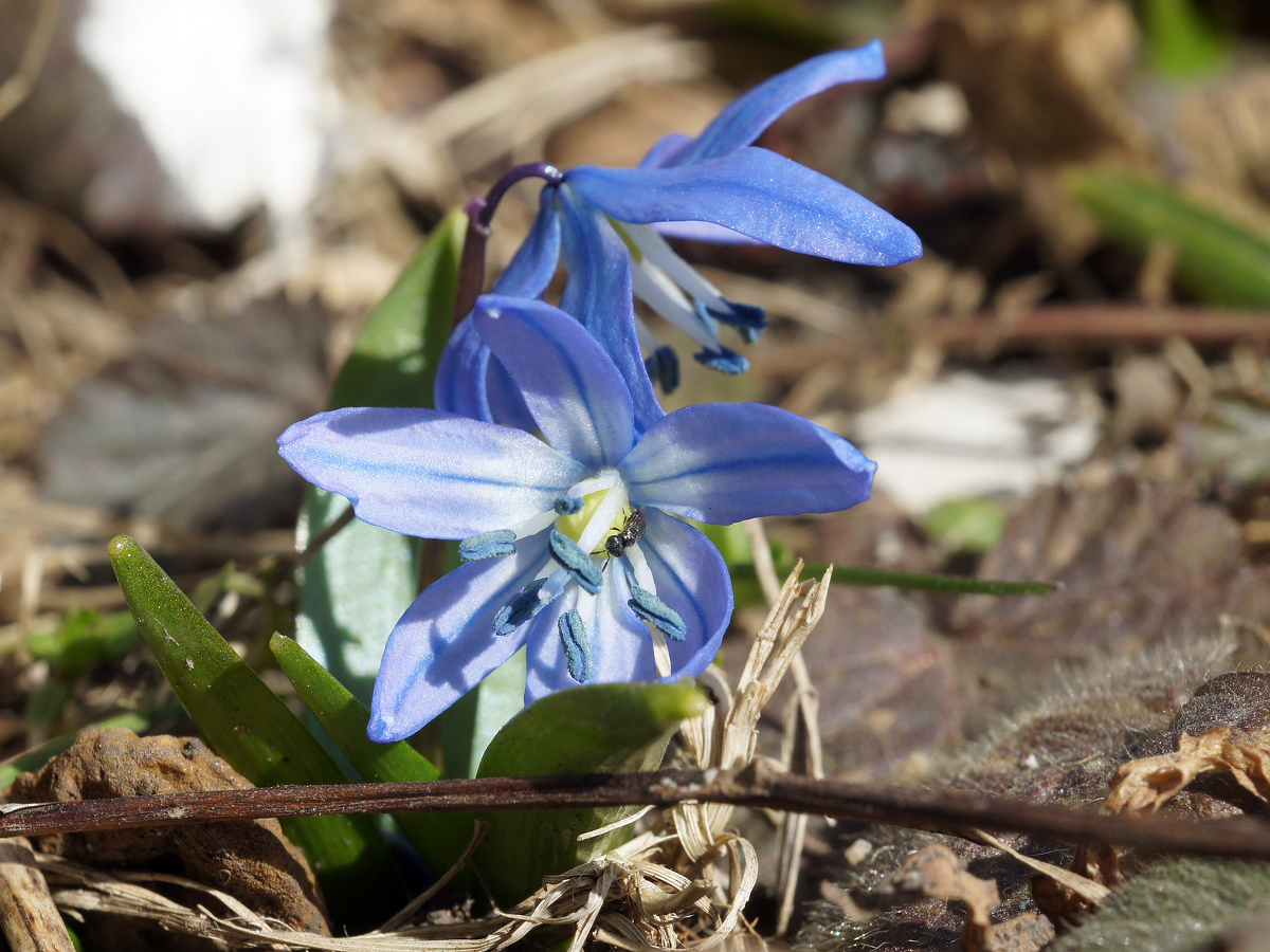 Изображение особи Scilla siberica.