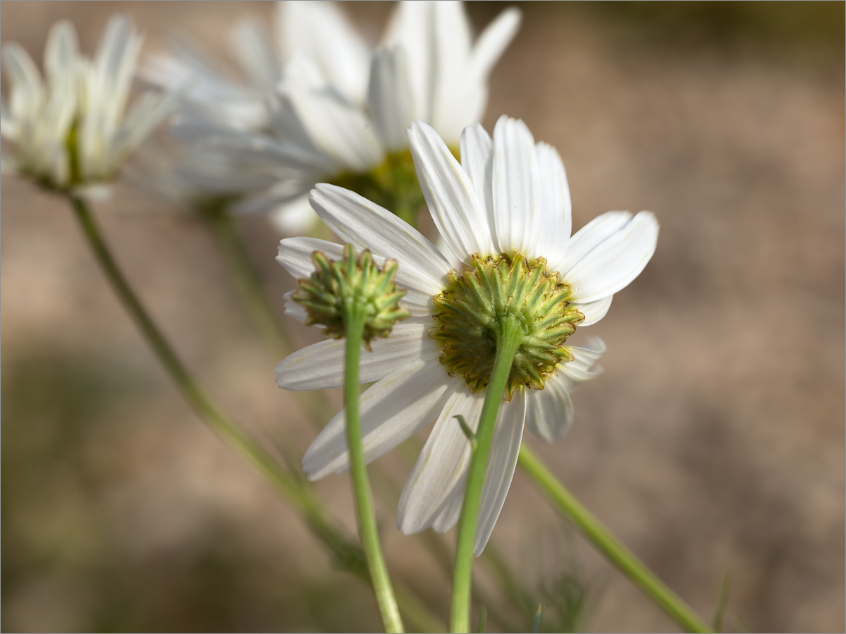 Изображение особи Tripleurospermum inodorum.