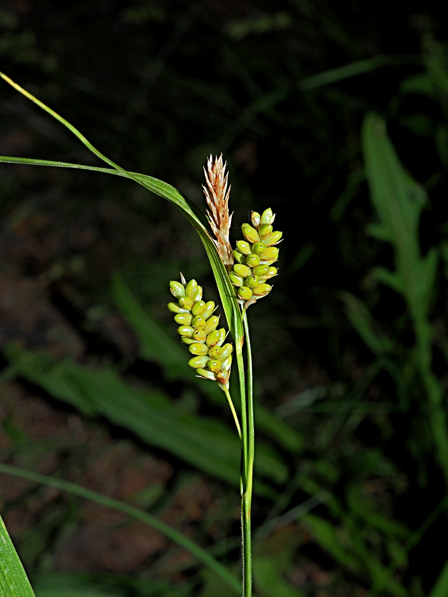 Image of Carex pallescens specimen.