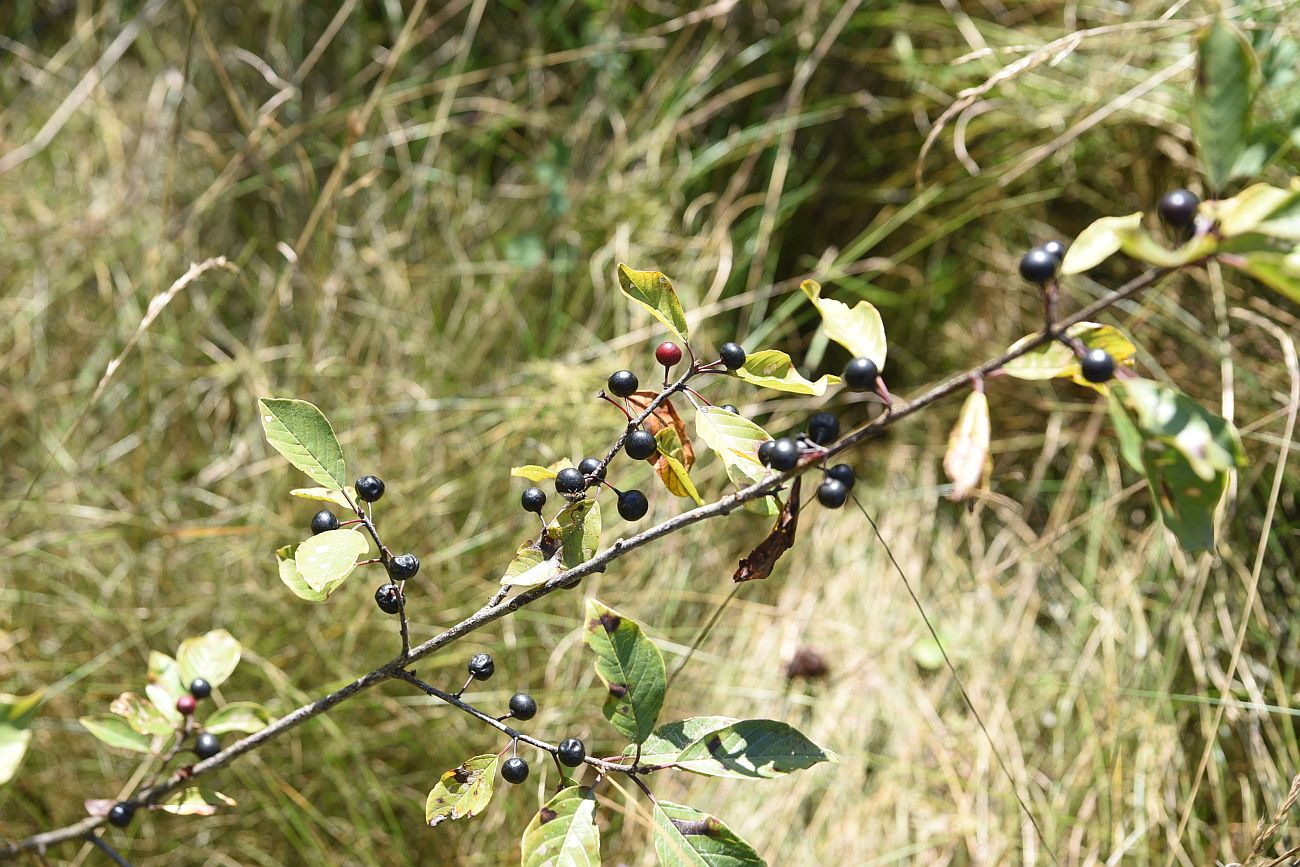 Image of Frangula alnus specimen.
