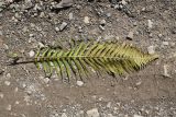 genus Dryopteris