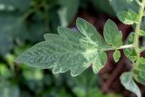 Lycopersicon esculentum. Часть листа. Израиль, г. Бат-Ям, сорное. 22.04.2024.