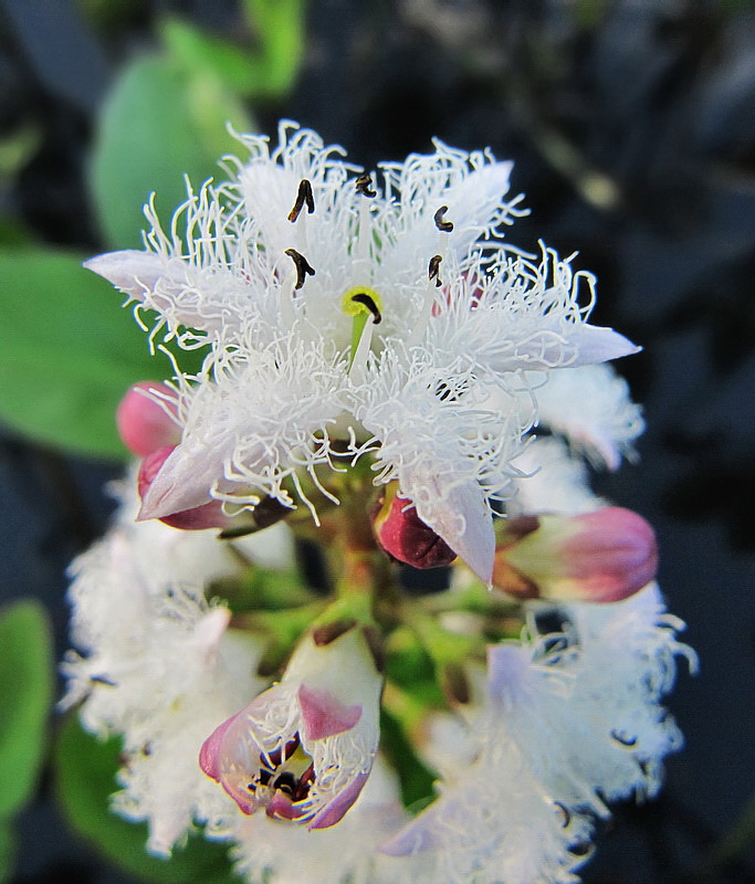 Image of Menyanthes trifoliata specimen.