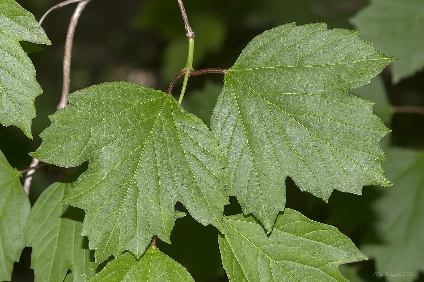 Image of Viburnum opulus specimen.