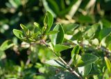 Clerodendrum inerme