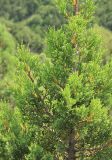 Juniperus foetidissima