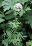 Valeriana officinalis