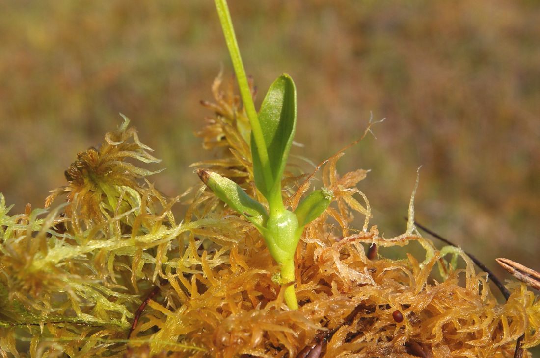 Image of Hammarbya paludosa specimen.