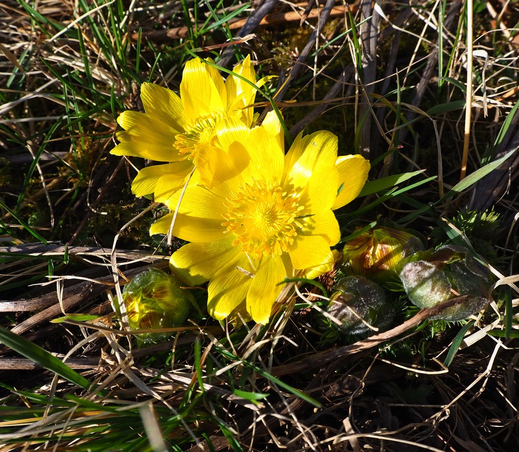 Image of Adonis vernalis specimen.
