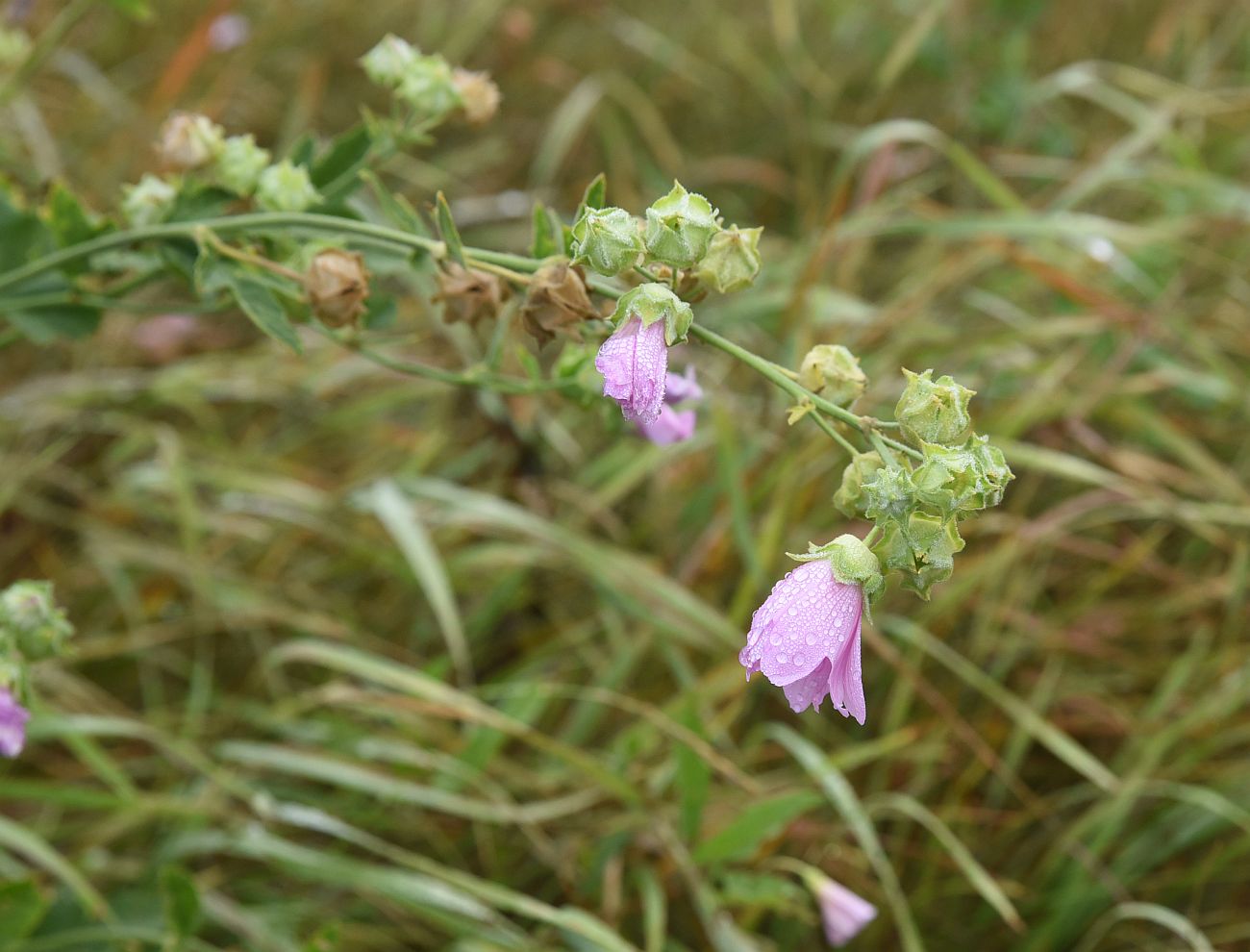 Image of Malva thuringiaca specimen.