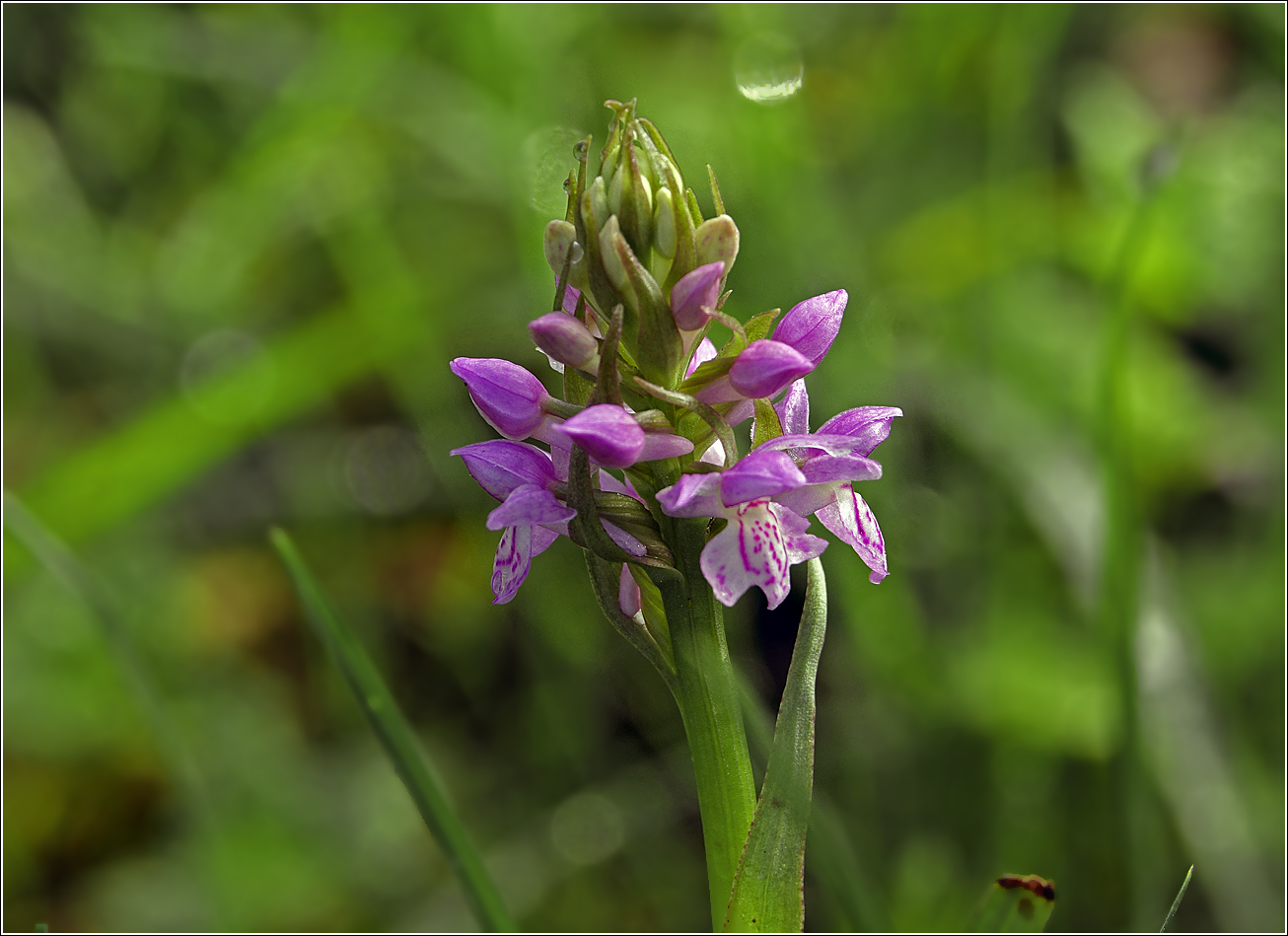 Image of Dactylorhiza baltica specimen.