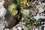 Clematis tangutica