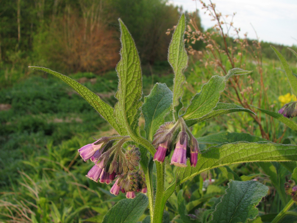 Image of Symphytum officinale specimen.