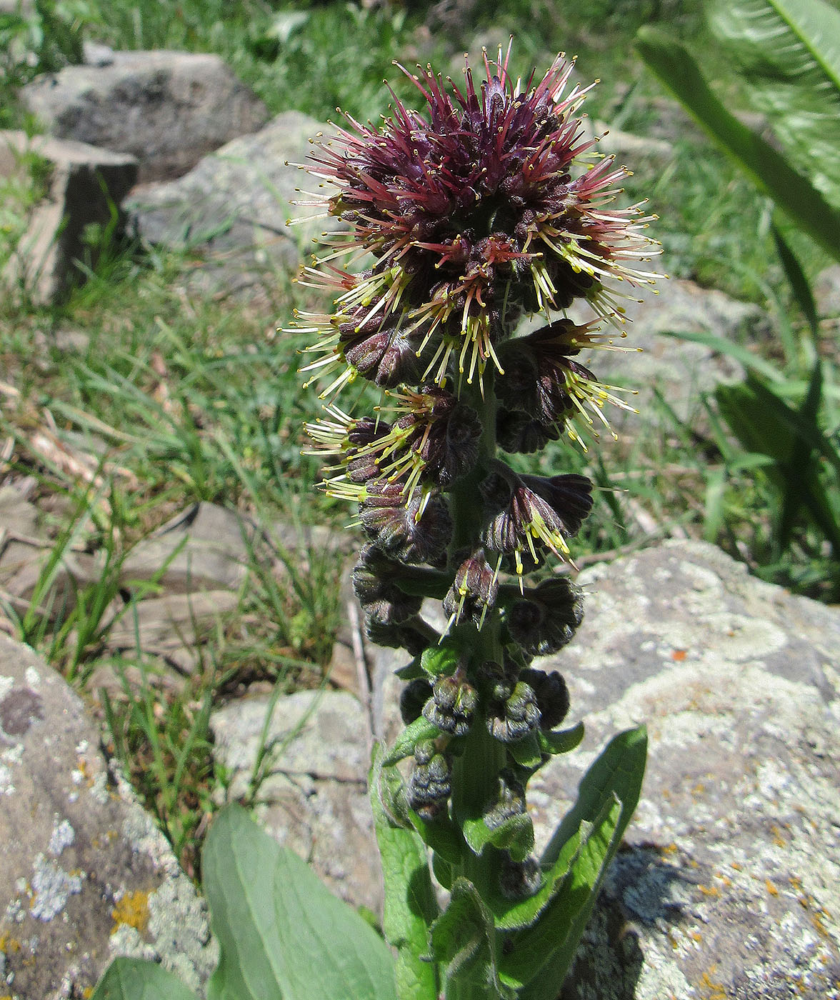Image of Solenanthus circinnatus specimen.