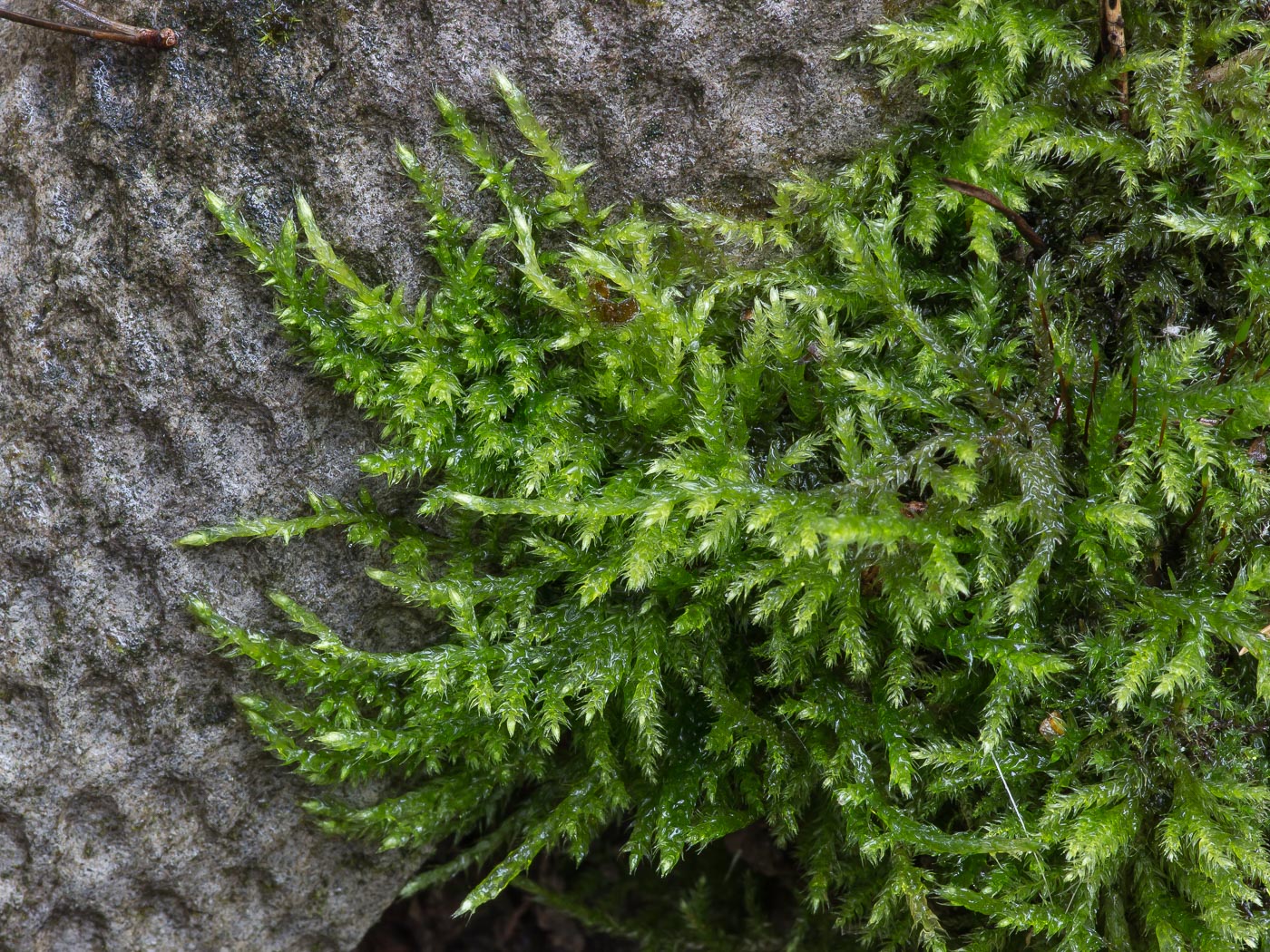 Image of familia Brachytheciaceae specimen.