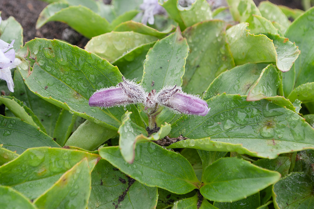 Изображение особи Pennellianthus frutescens.