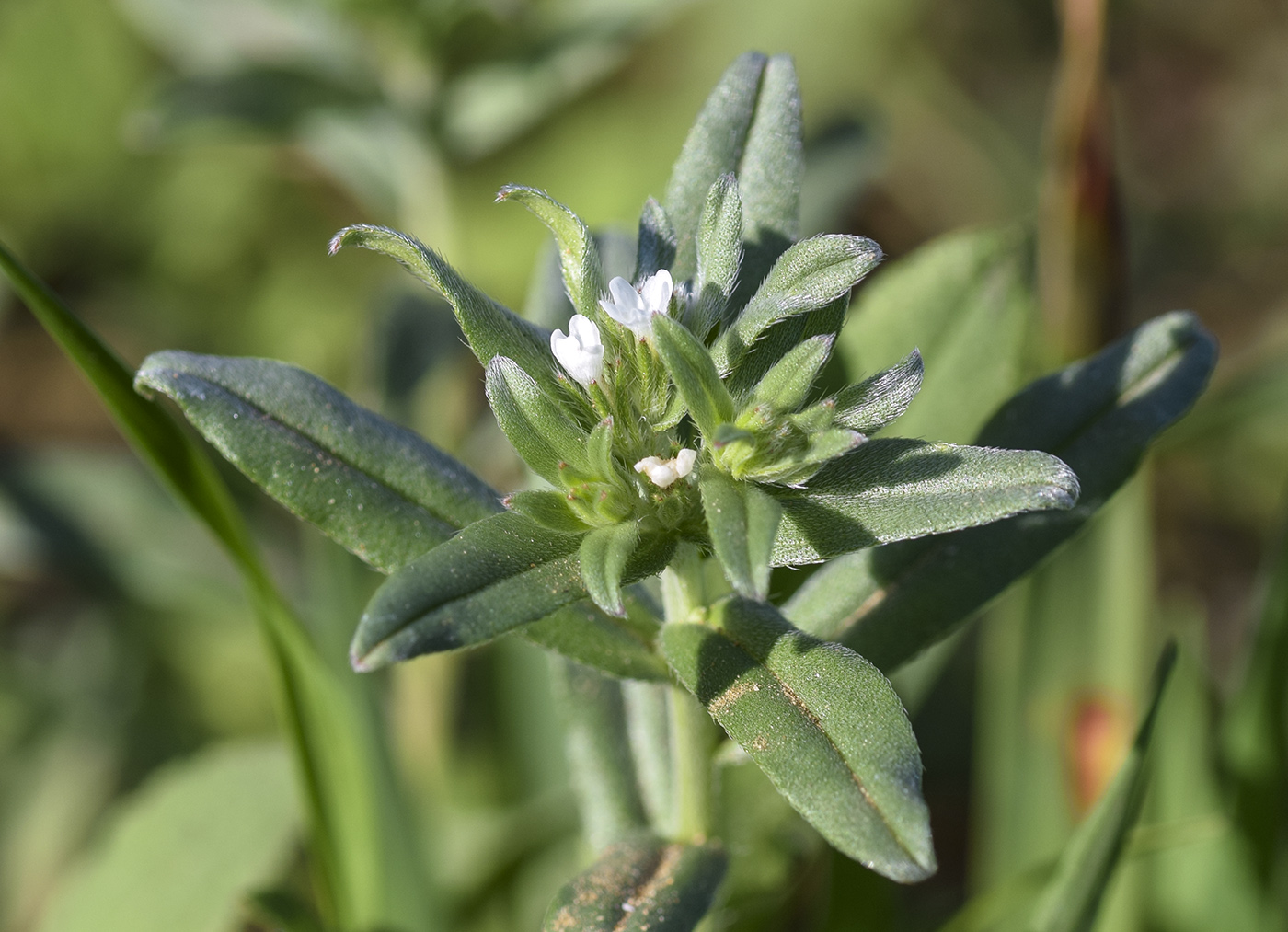Изображение особи Buglossoides arvensis.