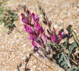 Astragalus varius
