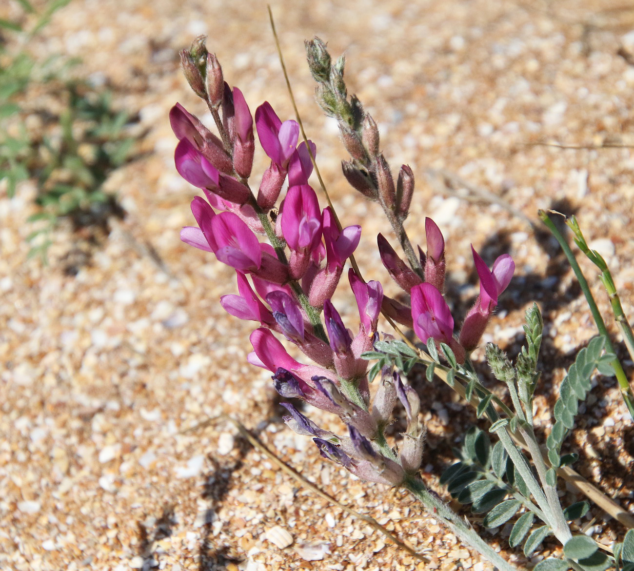 Изображение особи Astragalus varius.