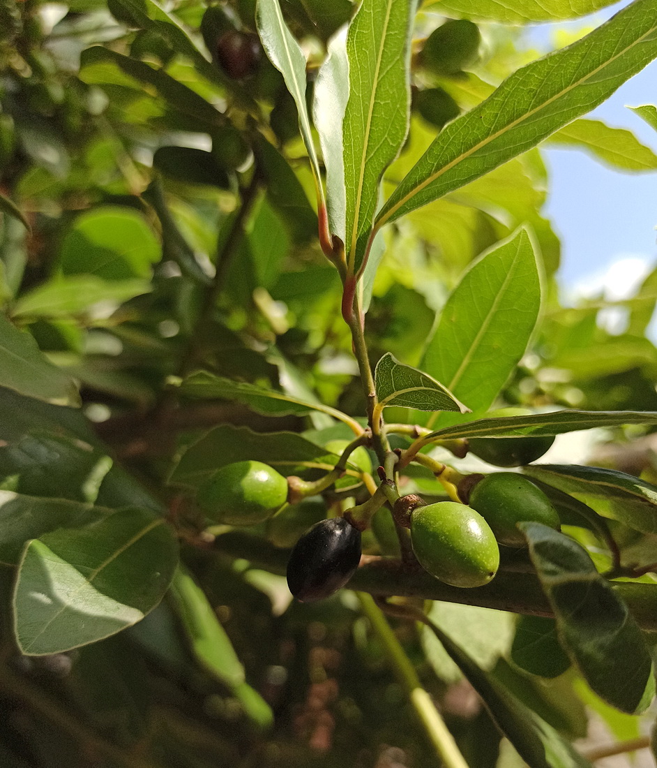 Изображение особи Laurus nobilis.