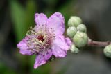 Rubus sanctus