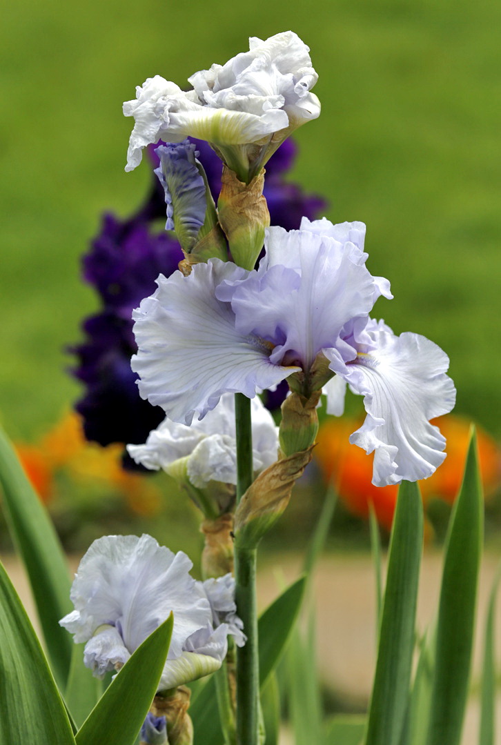 Image of genus Iris specimen.
