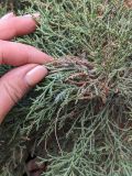 род Juniperus