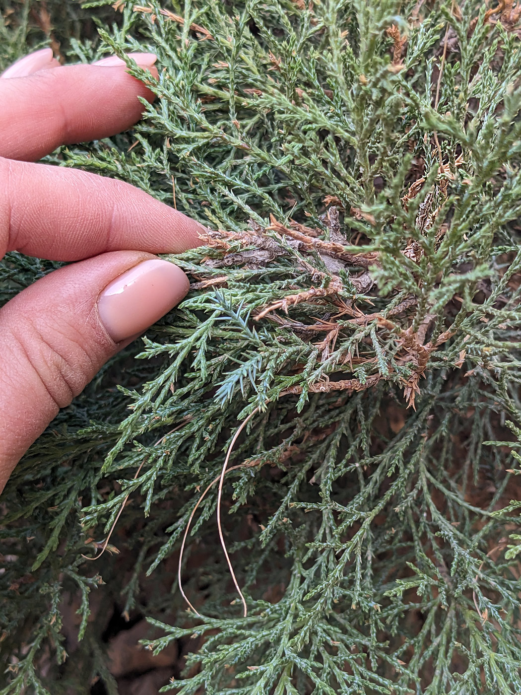 Изображение особи род Juniperus.