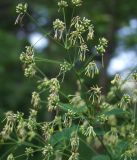 Thalictrum kemense