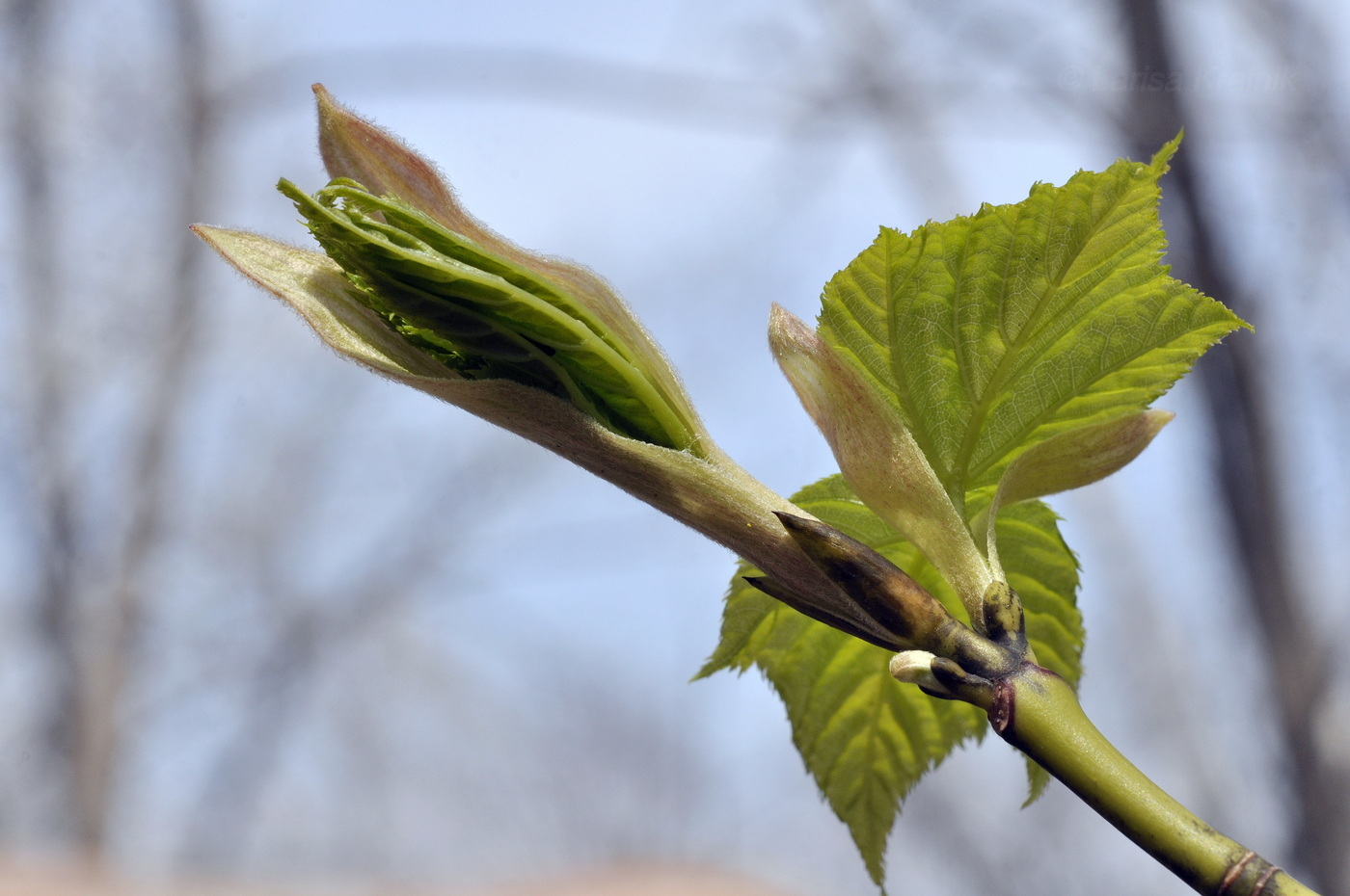 Image of Acer tegmentosum specimen.