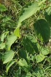 genus Reynoutria. Побег с развивающимися соцветиями. Беларусь, Витебская обл., окр. пос. Езерище, граница суходольного луга и ивняка на опушке черноольшаника. 29.08.2024.
