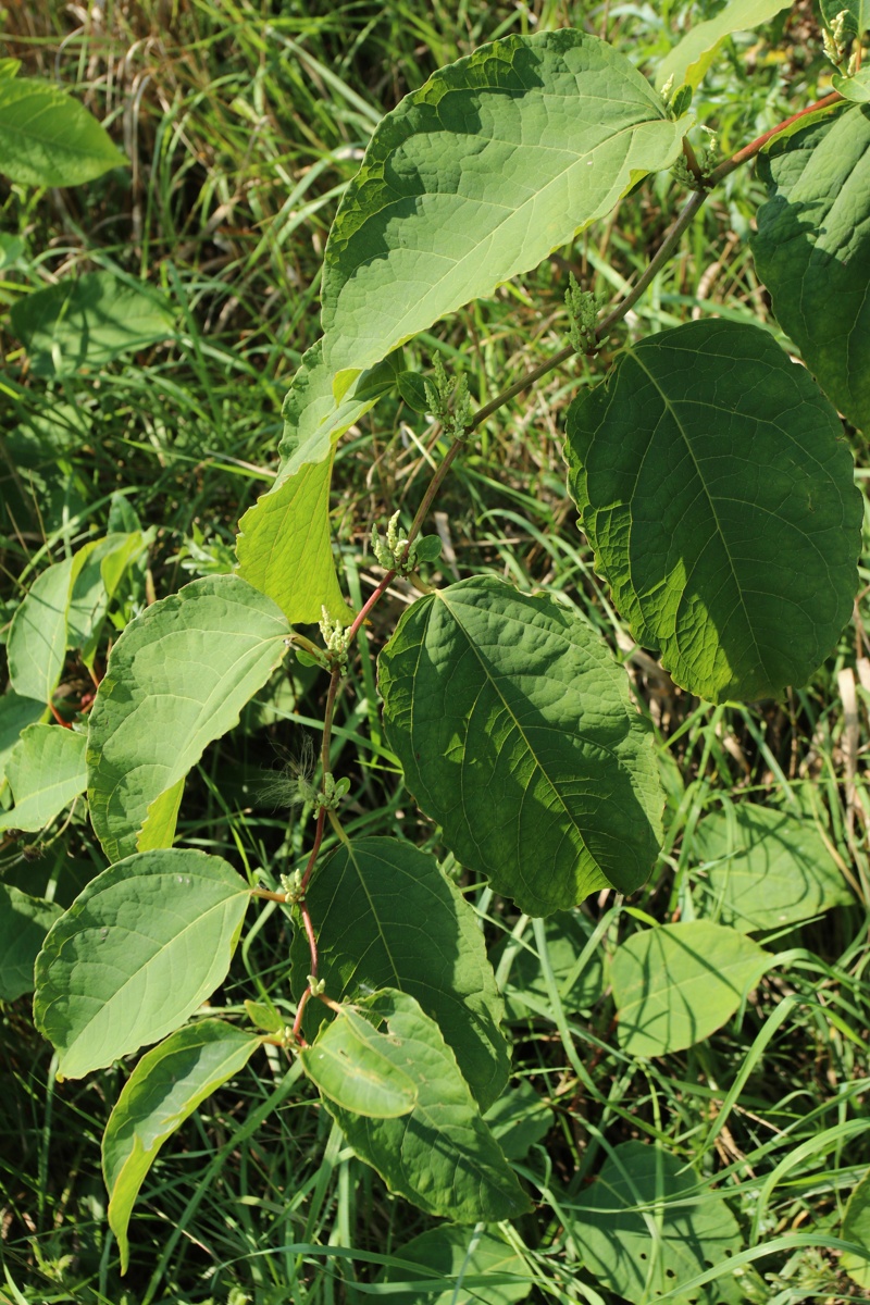 Image of genus Reynoutria specimen.