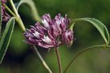 Cynanchum purpureum. Соцветие и основание листа. Приморский край, Уссурийский ГО, окр. с. Монакино, разнотравный луг на вершине сопки. 31.05.2025.