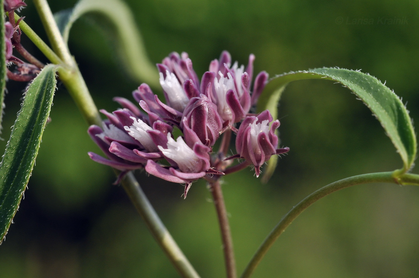 Image of Cynanchum purpureum specimen.