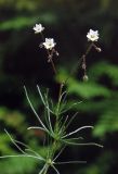 Spergula arvensis